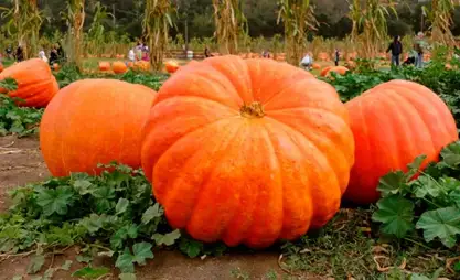 Peas, pumpkins, and plums from Kyrgyzstan enter international market