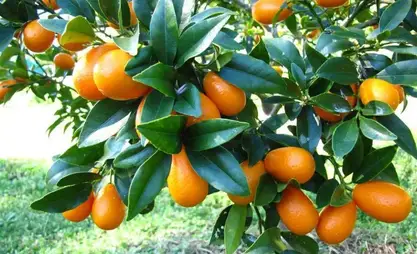 Kyrgyzstan harvests over 7,000 tons of tropical fruits in Batken Oblast in 2025