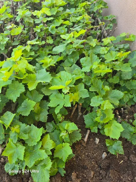 photo_53215052_HwN5Ktt.max-2560x1440.format-webp.jpegquality-90.webp