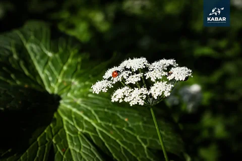 photo_53372441_18e0BkG.max-2560x1440.format-webp.jpegquality-90.webp