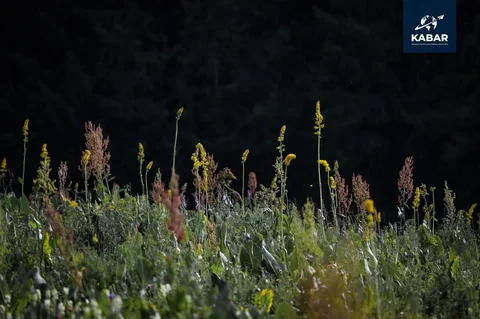 photo_53372441_IAJTLaA.max-2560x1440.format-webp.jpegquality-90.webp