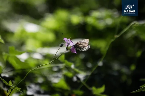 photo_53372441_V9fna6f.max-2560x1440.format-webp.jpegquality-90.webp