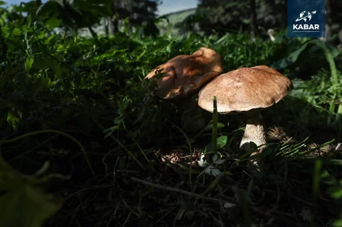 photo_53372441_oLGNM1Y.max-2560x1440.format-webp.jpegquality-90.webp