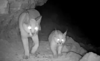Rare animal species captured by camera trap in Turkmenistan