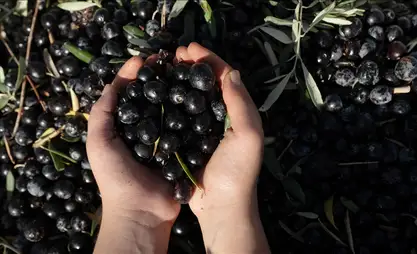 Türkiye becomes global key player in table olive, olive oil production