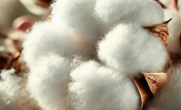 trend_pambiq_cotton.png