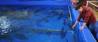 unlocking-aquaculture-potential-new-fao-project-aims-to-transform-kyrgyzstan-s-fish-sector88bb5a4d-2a84-4502-995e-45b674e76bf2.png