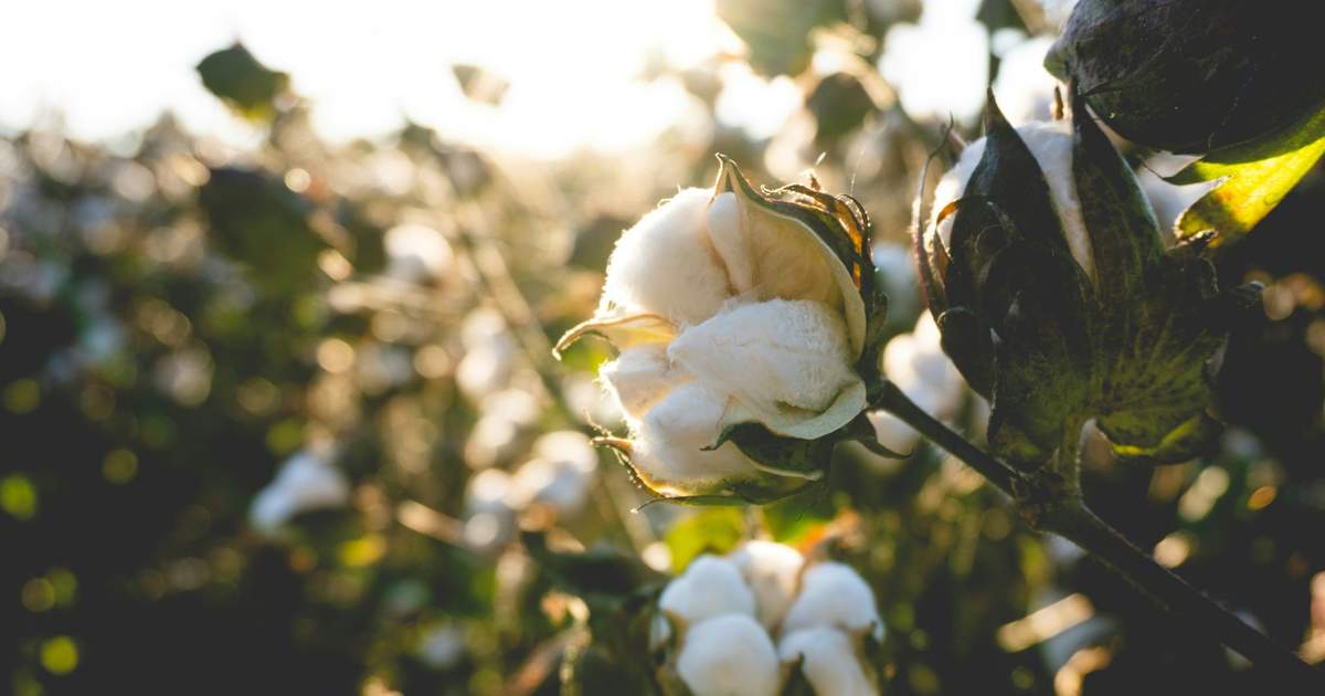 Turkmenistan set to launch 60,000-ton cottonseed processing plant