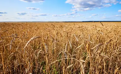 Tajikistan notes rise in wheat production